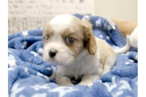 成約済の埼玉県のキャバリアキングチャールズスパニエル-4873の2枚目