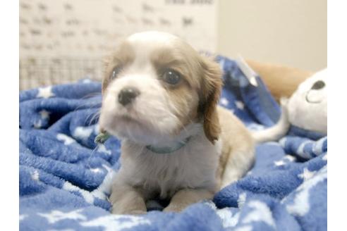 成約済の埼玉県のキャバリアキングチャールズスパニエル-4873の4枚目