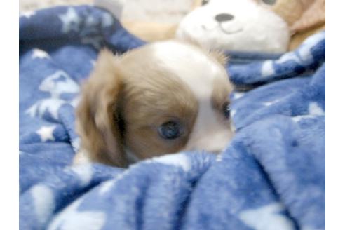 成約済の埼玉県のキャバリアキングチャールズスパニエル-4874の3枚目