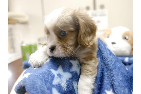 成約済の埼玉県のキャバリアキングチャールズスパニエル-4874の4枚目