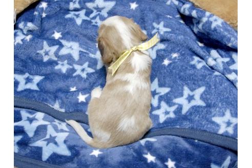成約済の埼玉県のキャバリアキングチャールズスパニエル-4874の5枚目
