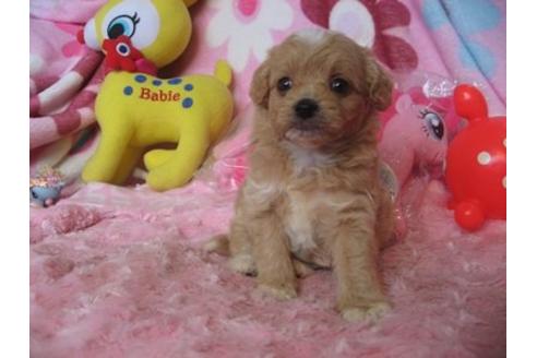 成約済の静岡県のミックス犬-5096の1枚目