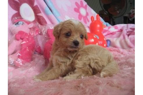 成約済の静岡県のミックス犬-5096の2枚目