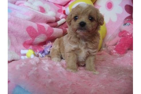 成約済の静岡県のミックス犬-5096の3枚目