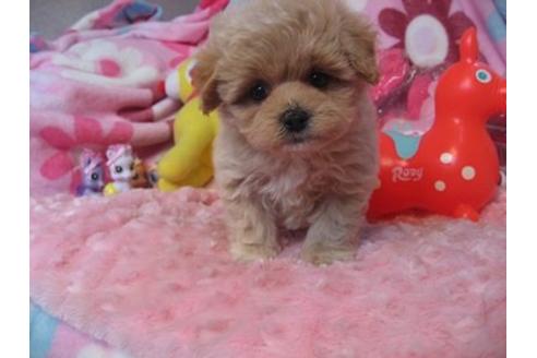 成約済の静岡県のミックス犬-5099の1枚目