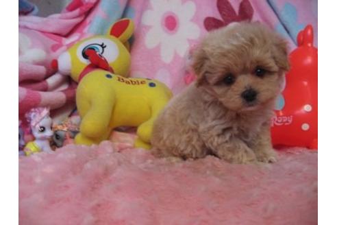 成約済の静岡県のミックス犬-5099の3枚目