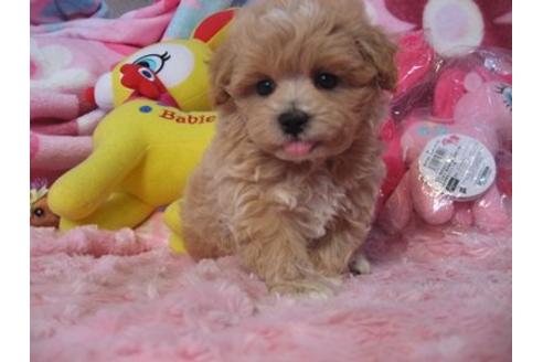 成約済の静岡県のミックス犬-5100の1枚目