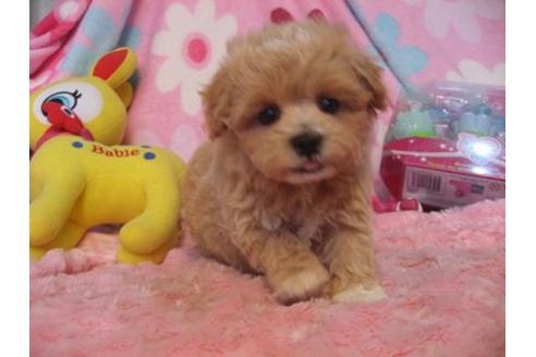 成約済の静岡県のミックス犬-5100の2枚目