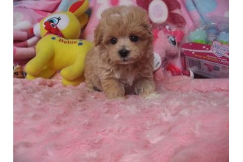 成約済の静岡県のミックス犬-5100の3枚目