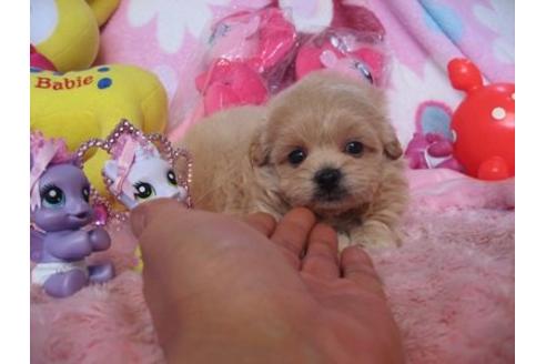 成約済の静岡県のミックス犬-5101の2枚目