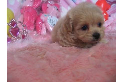 成約済の静岡県のミックス犬-5101の3枚目