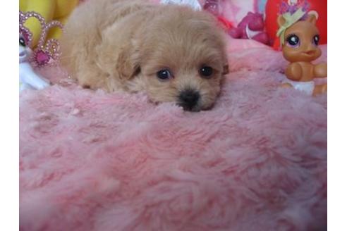 成約済の静岡県のミックス犬-5101の1枚目
