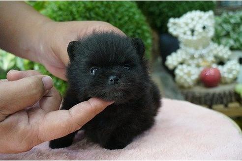成約済の京都府のポメラニアン-5102の1枚目