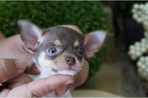 成約済の京都府のチワワ-5104の1枚目