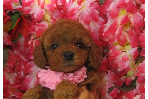 成約済の茨城県のトイプードル-5105の1枚目