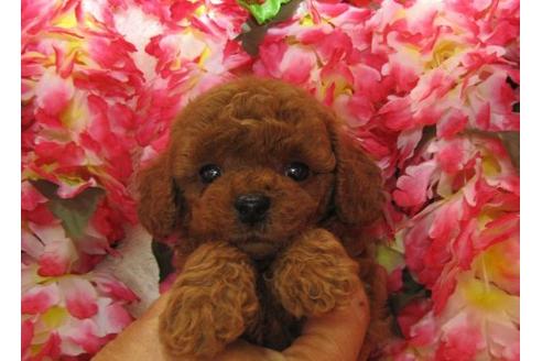 成約済の茨城県のトイプードル-5105の2枚目