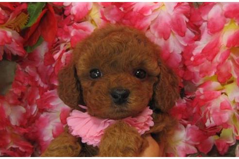 成約済の茨城県のトイプードル-5105の3枚目