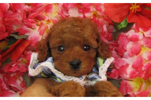 成約済の茨城県のトイプードル-5131の2枚目