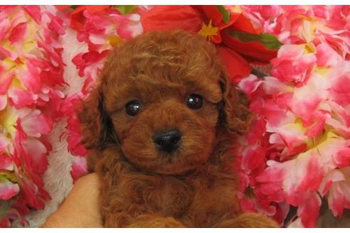 成約済の茨城県のトイプードル-5131の3枚目