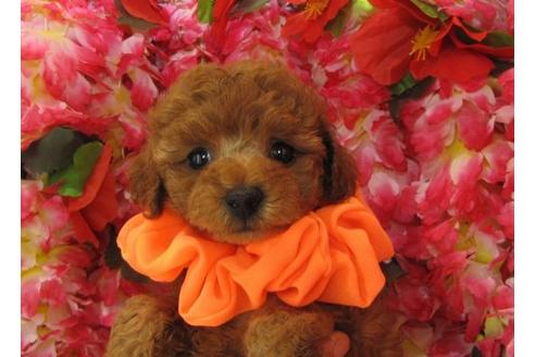 成約済の茨城県のトイプードル-5132の1枚目