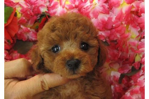 成約済の茨城県のトイプードル-5132の2枚目