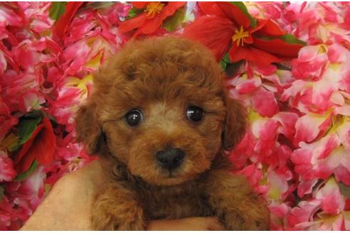 成約済の茨城県のトイプードル-5132の3枚目