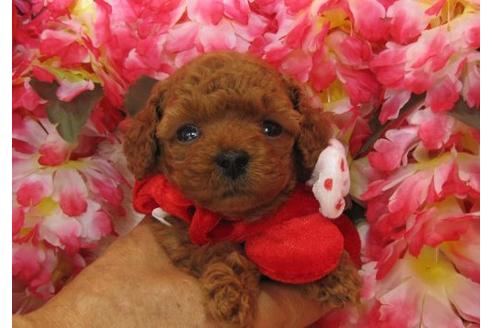 成約済の茨城県のトイプードル-5133の1枚目