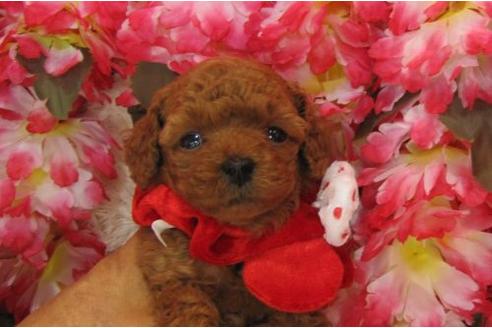 成約済の茨城県のトイプードル-5133の2枚目