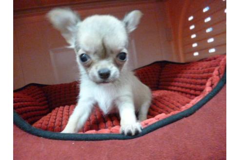 成約済の福岡県のチワワ-5152の1枚目