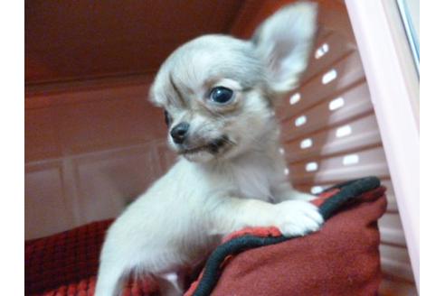 成約済の福岡県のチワワ-5152の2枚目