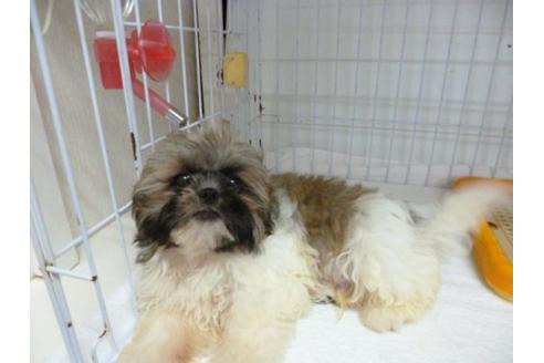 成約済の福岡県のシーズー-5153の1枚目