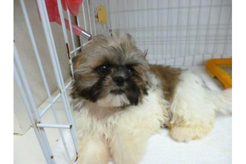 成約済の福岡県のシーズー-5153の2枚目