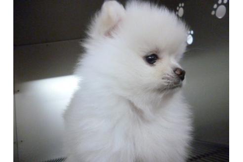 成約済の福岡県のポメラニアン-5154の2枚目