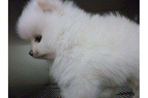 成約済の福岡県のポメラニアン-5154の3枚目