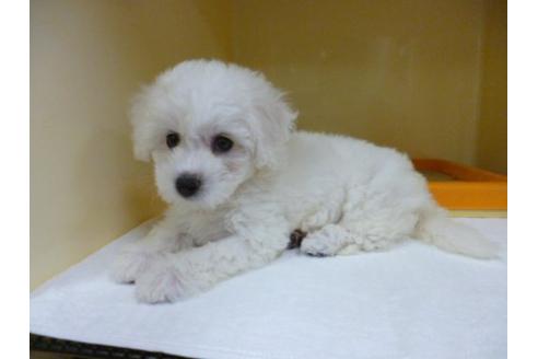 成約済の福岡県のビションフリーゼ-5155の1枚目