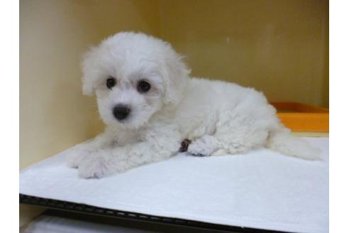 成約済の福岡県のビションフリーゼ-5155の2枚目