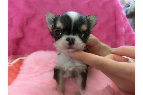 成約済の京都府のチワワ-5164の1枚目