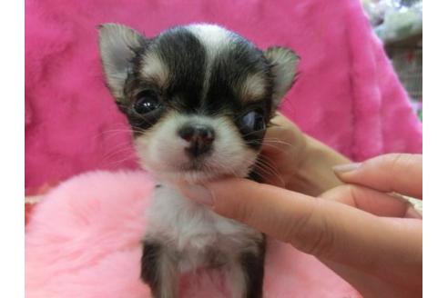 成約済の京都府のチワワ-5164の2枚目