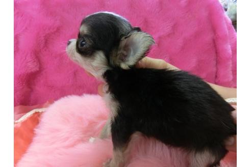 成約済の京都府のチワワ-5164の3枚目