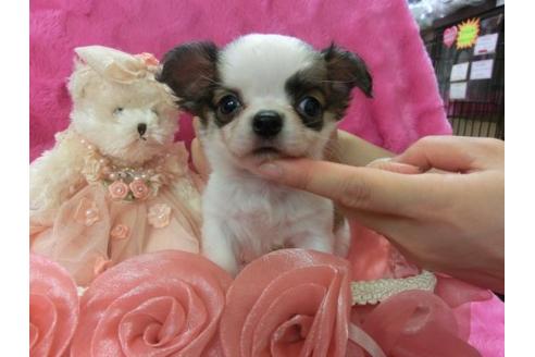 成約済の京都府のチワワ-5165の3枚目