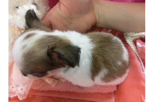 成約済の京都府のチワワ-5165の2枚目