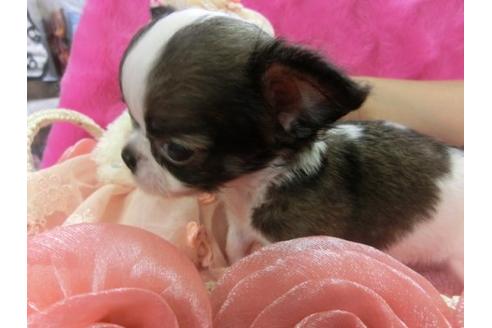 成約済の京都府のチワワ-5166の2枚目