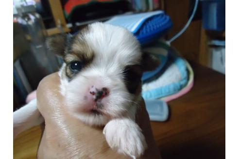 成約済の栃木県のミックス犬-5188の1枚目