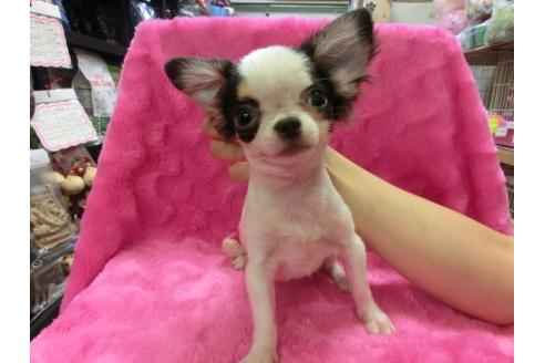 成約済の京都府のチワワ-5190の1枚目