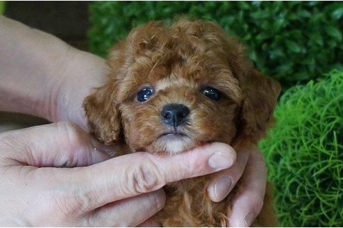 成約済の京都府のトイプードル-5236の1枚目