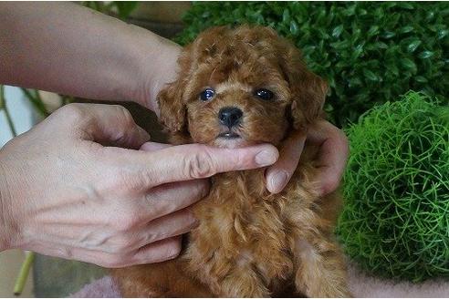 成約済の京都府のトイプードル-5236の3枚目