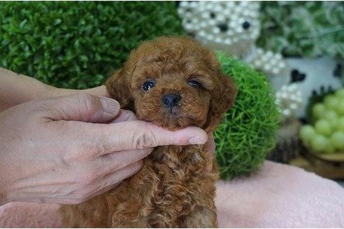 成約済の京都府のトイプードル-5237の1枚目