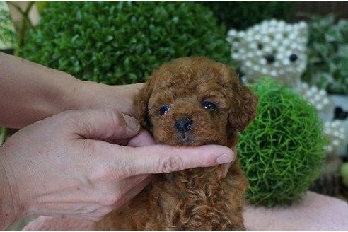 成約済の京都府のトイプードル-5237の2枚目