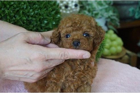 成約済の京都府のトイプードル-5237の3枚目