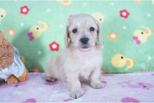 成約済の兵庫県のミニチュアダックスフンド-4997の1枚目